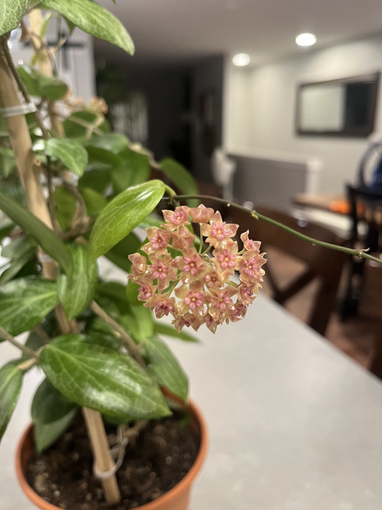 Craig's hoya plant in bloom